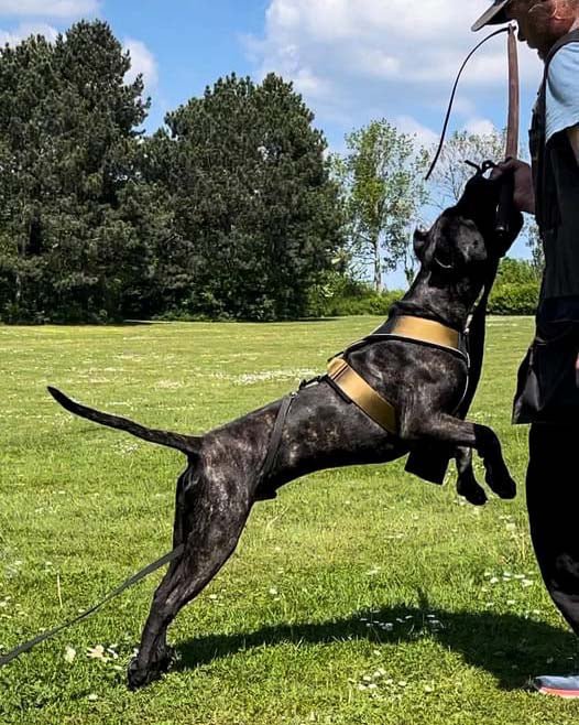 BESTIA DOG SPORT GripPro Heavy Duty Harness - pokemaBESTIA DOG SPORT GripPro Heavy Duty Harness