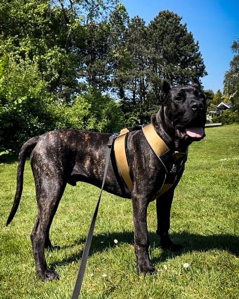 BESTIA DOG SPORT GripPro Heavy Duty Harness - pokemaBESTIA DOG SPORT GripPro Heavy Duty Harness