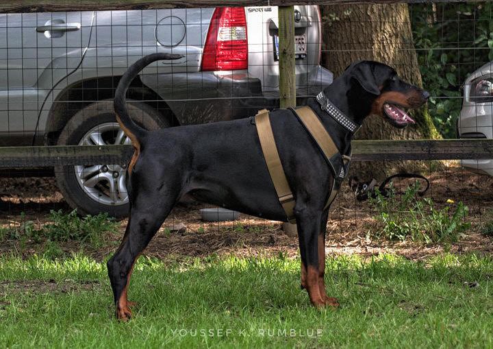 BESTIA DOG SPORT GripPro Heavy Duty Harness - pokemaBESTIA DOG SPORT GripPro Heavy Duty Harness