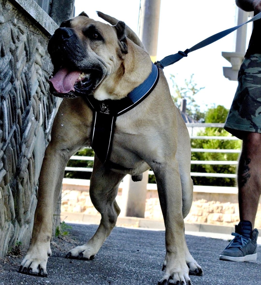 BESTIA DOG SPORT GripPro Heavy Duty Harness - pokemaBESTIA DOG SPORT GripPro Heavy Duty Harness