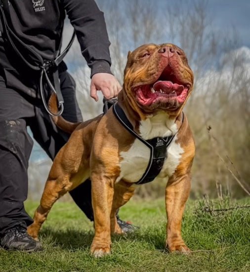 BESTIA DOG SPORT GripPro Heavy Duty Harness - pokemaBESTIA DOG SPORT GripPro Heavy Duty Harness