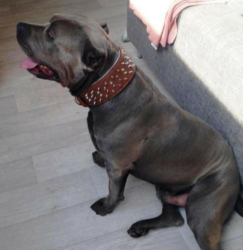 The "Crown" collar - pokemaThe "Crown" collar